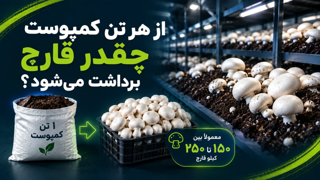 از هر تن کمپوست چقدر قارچ برداشت می‌شود؟ + محاسبه دقیق راندمان